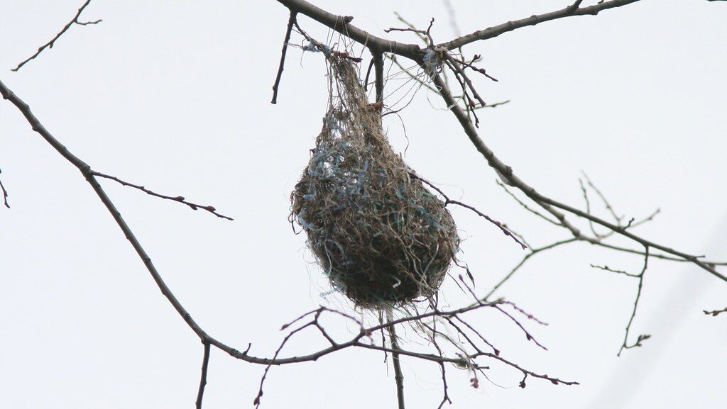 Baltimore Oriole nest hanging from a bare tree branche