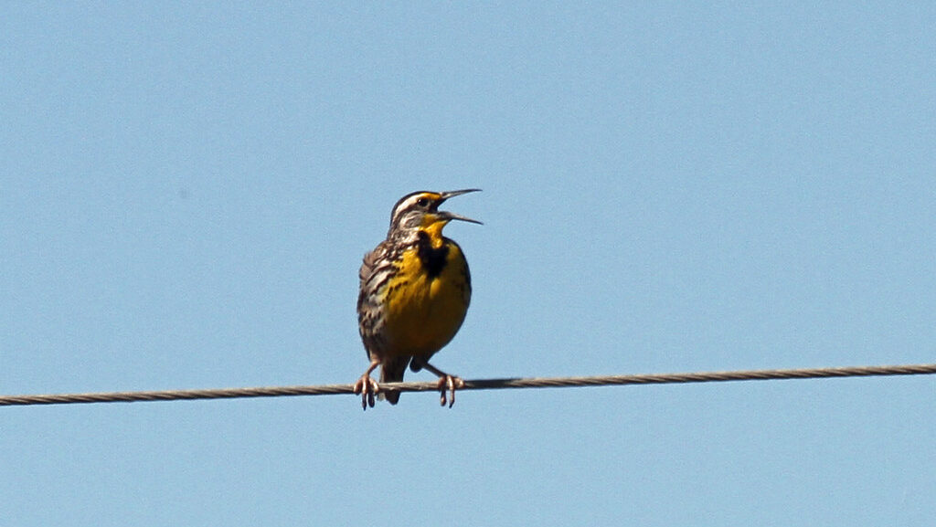 Meadowlark perched on a wire rope