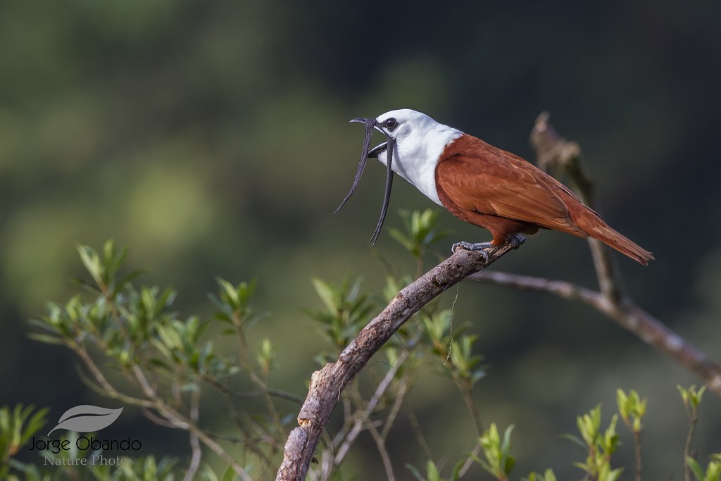 A Three-wattled Bellbird with a worm on a branch.
