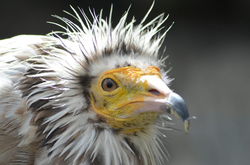 Detailed close-up of an Egyptian Vulture in Lérida, showcasing its unique features.