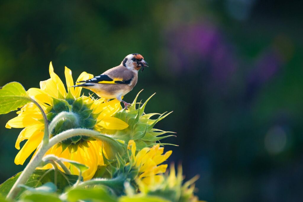 A European Goldfinch rests on a blooming sunflower, showcasing nature's beauty.
