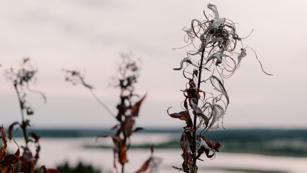 Withered plantnear a riverbank