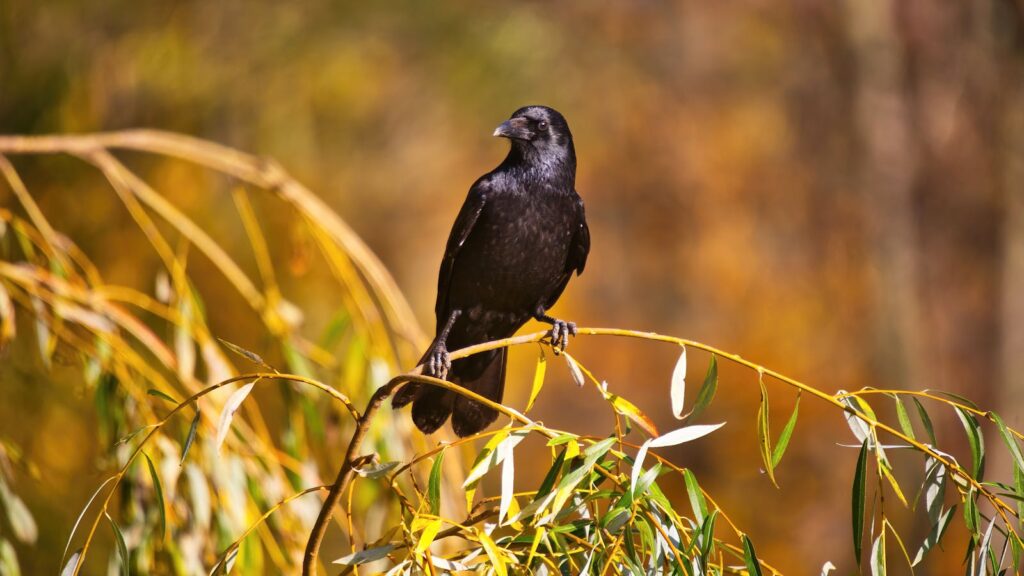 A crow perched on a willow branch.