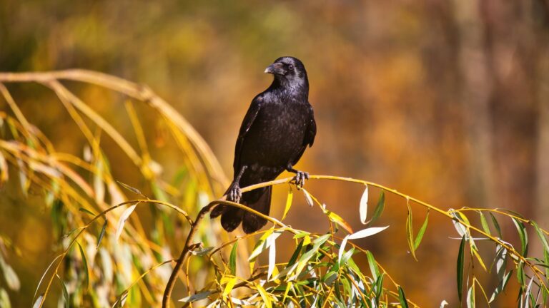 A crow perched on a willow branch.