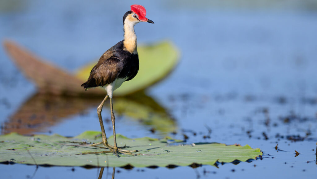 Comb-crested Jacana standing on floating lily pad