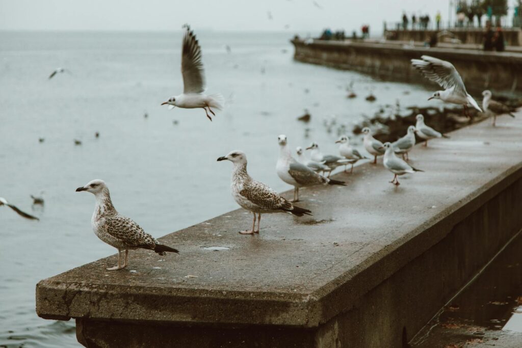 Gulls are perched and flying near a concrete structure by the water.