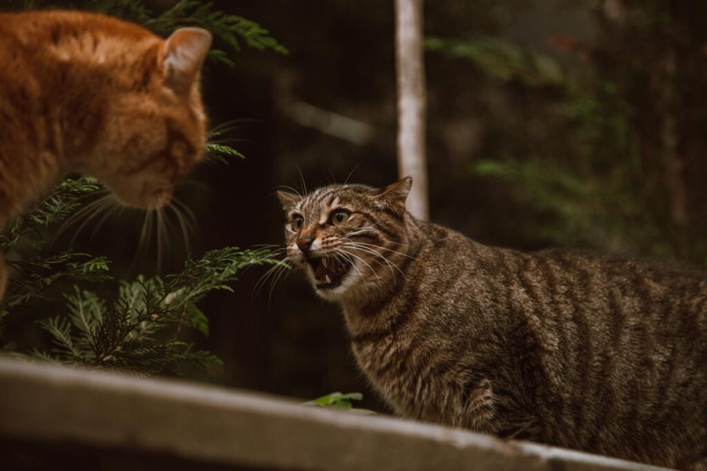 A hissing wildcat faces another cat.