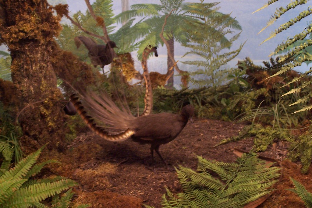 A Superb Lyrebird is perched on a branch, displaying its elegant tail feathers.