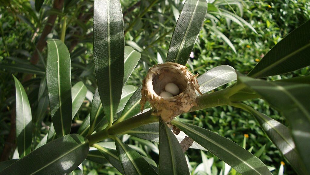 A tiny hummingbird nest cradles two white eggs on a slender branch.