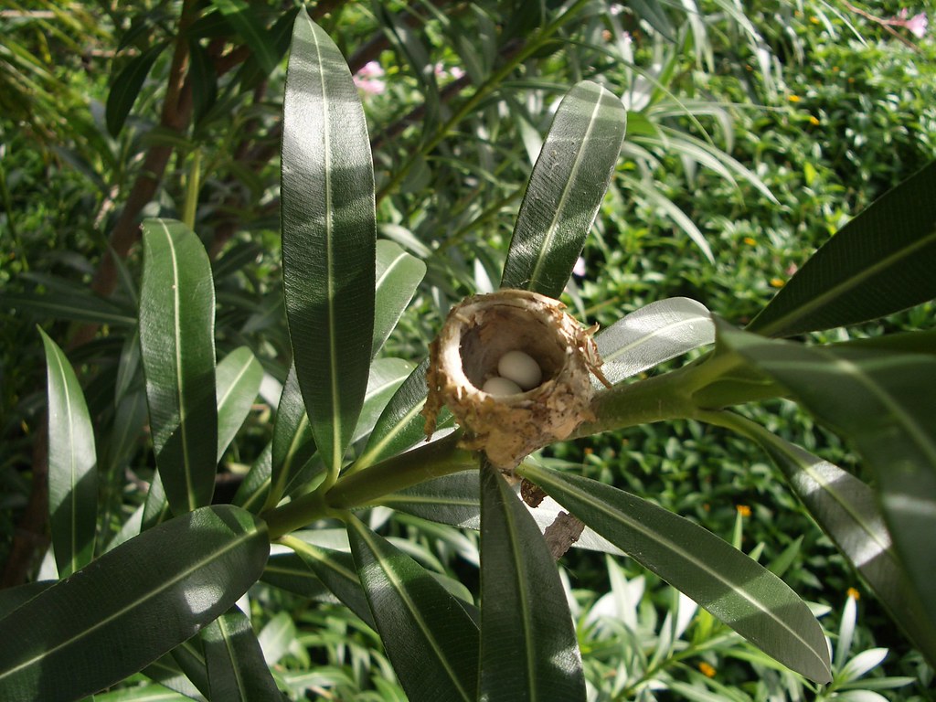 A tiny hummingbird nest cradles two white eggs on a slender branch.