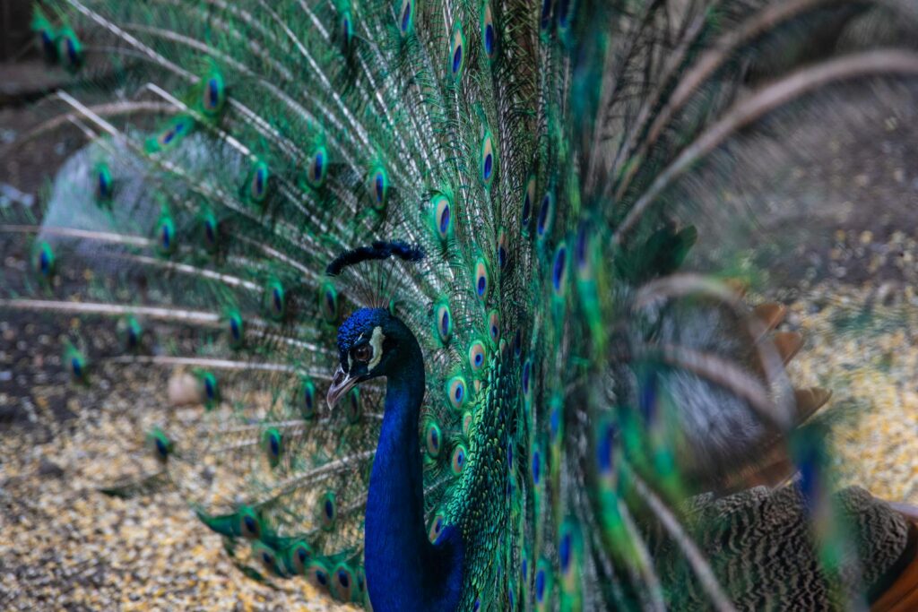A peacock shows off its stunning train of feathers.