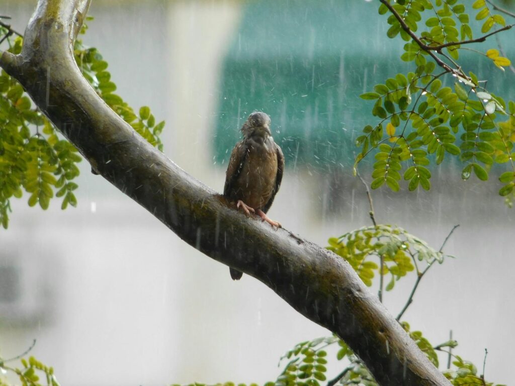A bird sits on a branch in the rain.