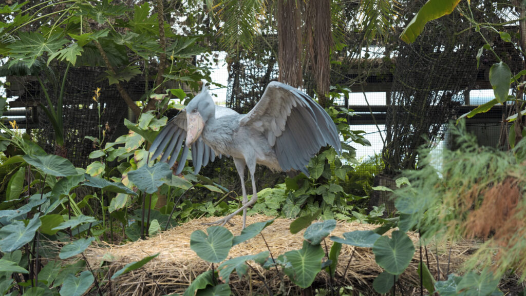 Shoebill stork standing on dry grass in enclosure with wings spread