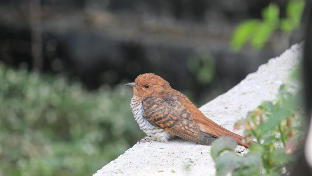 Close-up of cuckoo resting on weathered stone balcony railing