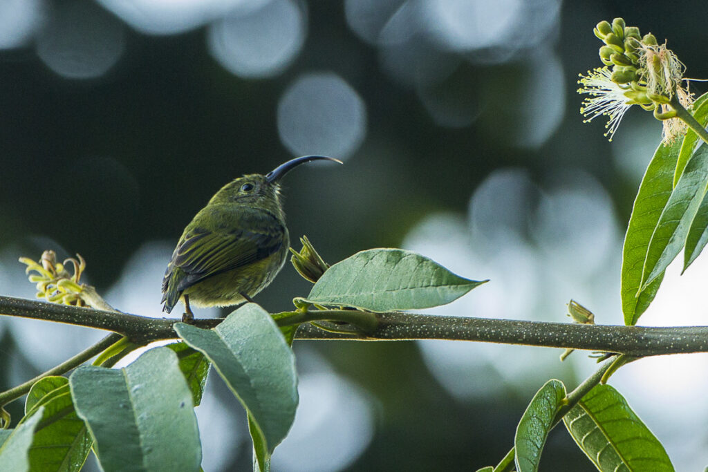 A Common sunbird-asity, with green plumage, perches on a branch.