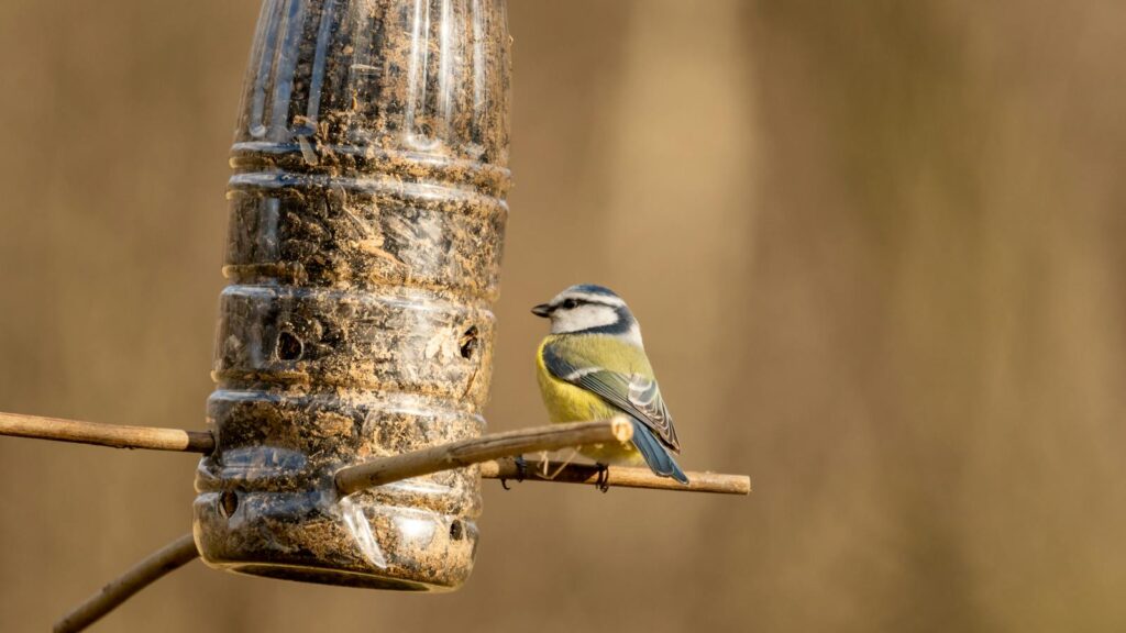 Blue tit perched on DIY plastic bottle bird feeder.