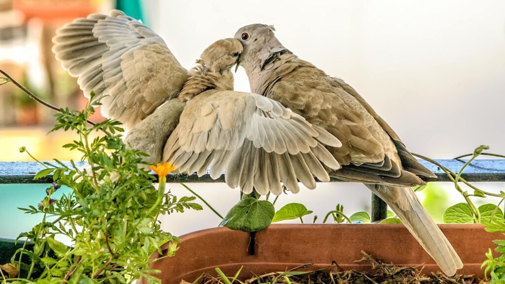 Pair of doves sharing a tender moment on a railing near garden planters