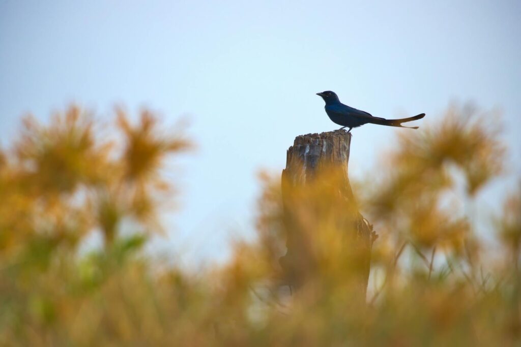 A blue drongo perched on a tree stump among blurred golden foliage.