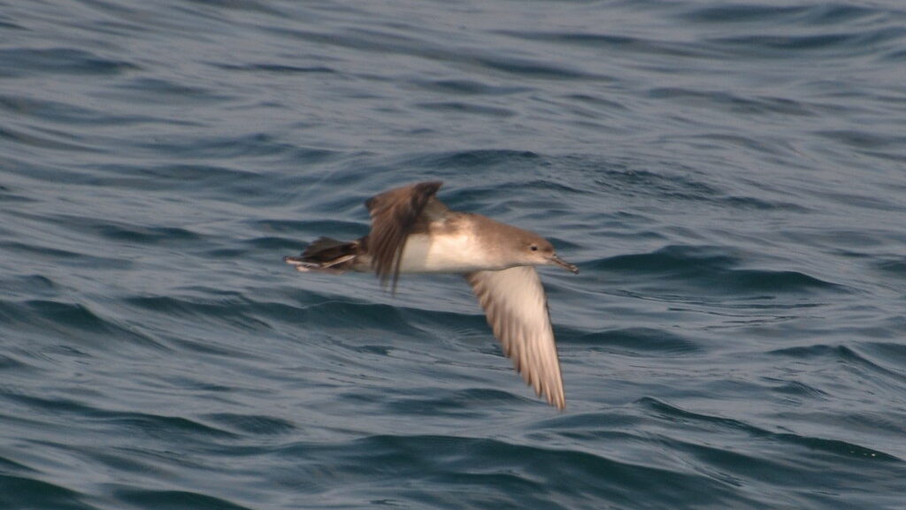 Balearic Shearwater gliding gracefully above ocean surface
