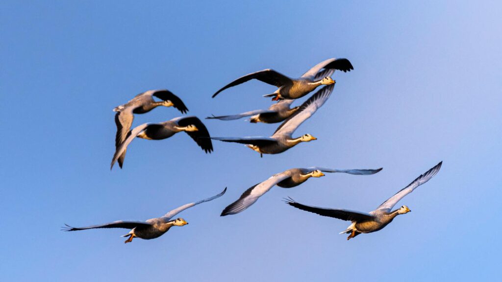 Migrating geese flying across the sky with blue skies behind them