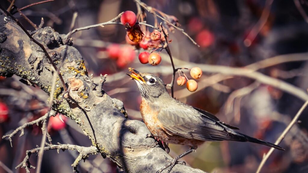 An American Robin perched on a branch eating red berries.