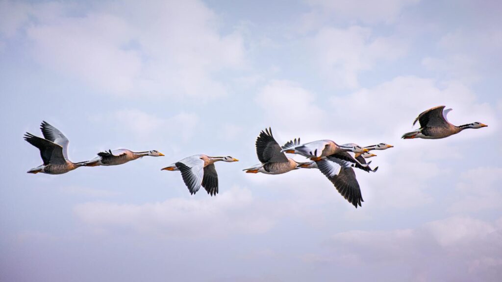 Flock of Bar-headed Geese flying together