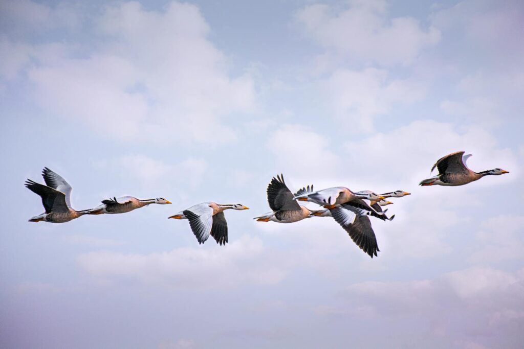 A group of bar-headed geese soaring through the cloudy blue sky during migration.
