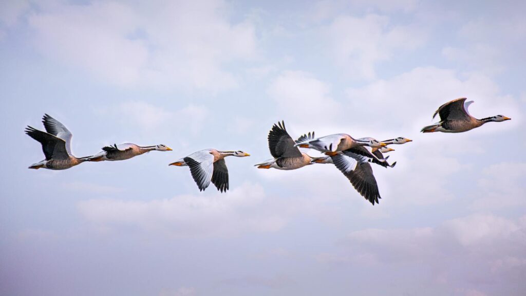 A group of bar-headed geese soaring through the cloudy blue sky during migration.