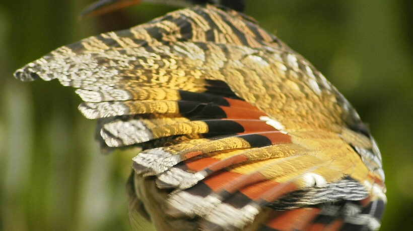Close-up of Sunbittern wing displaying vibrant eye-like pattern