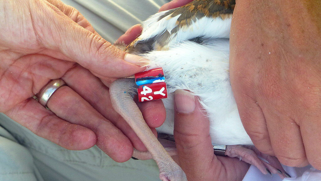Bird with identification band placed on its leg for tracking purposes