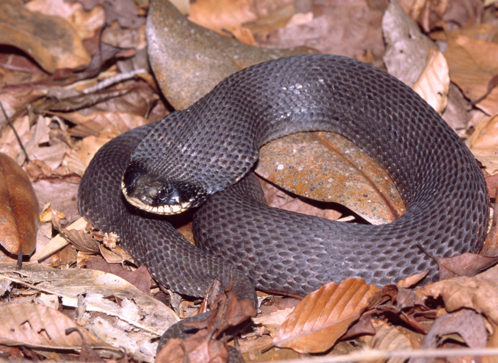 A coiled Eastern Hognose Snake with dark scales.