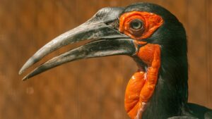Close-up of Southern Ground Hornbill showing distinctive red facial skin and strong beak