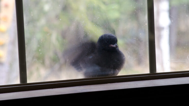 A Common Blackbird sitting on windowsill
