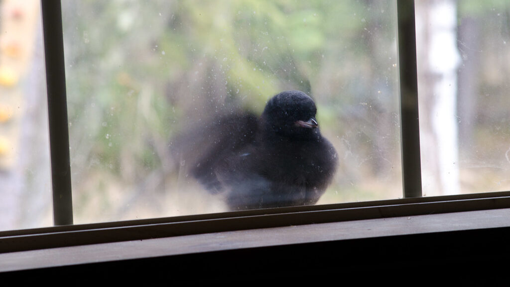 A Common Blackbird sitting on windowsill