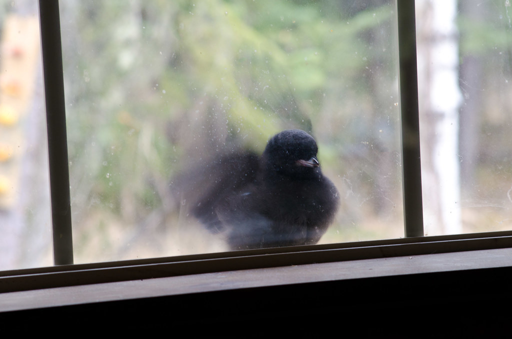 A Common Blackbird sits inside by a window.