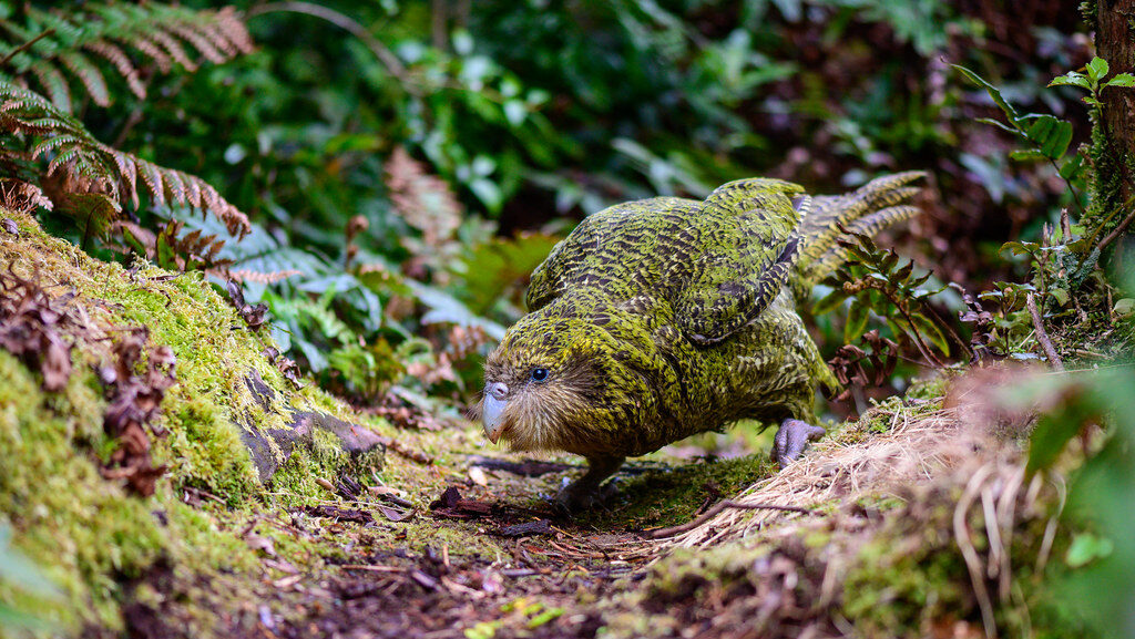Kakapo leaning towards the ground in a dense forest habitat