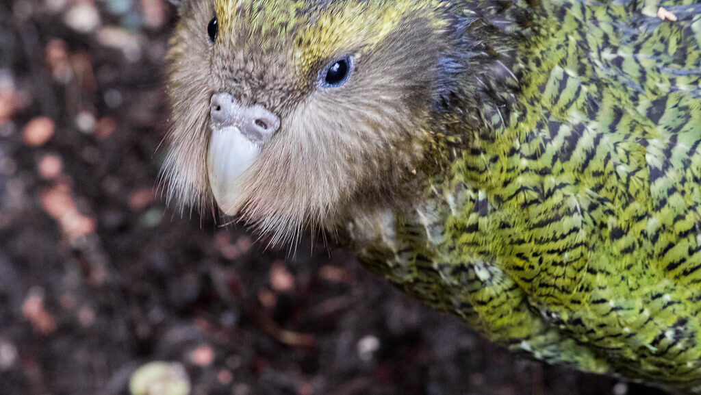 Juvenile kakapo on Anchor Island looking sideways