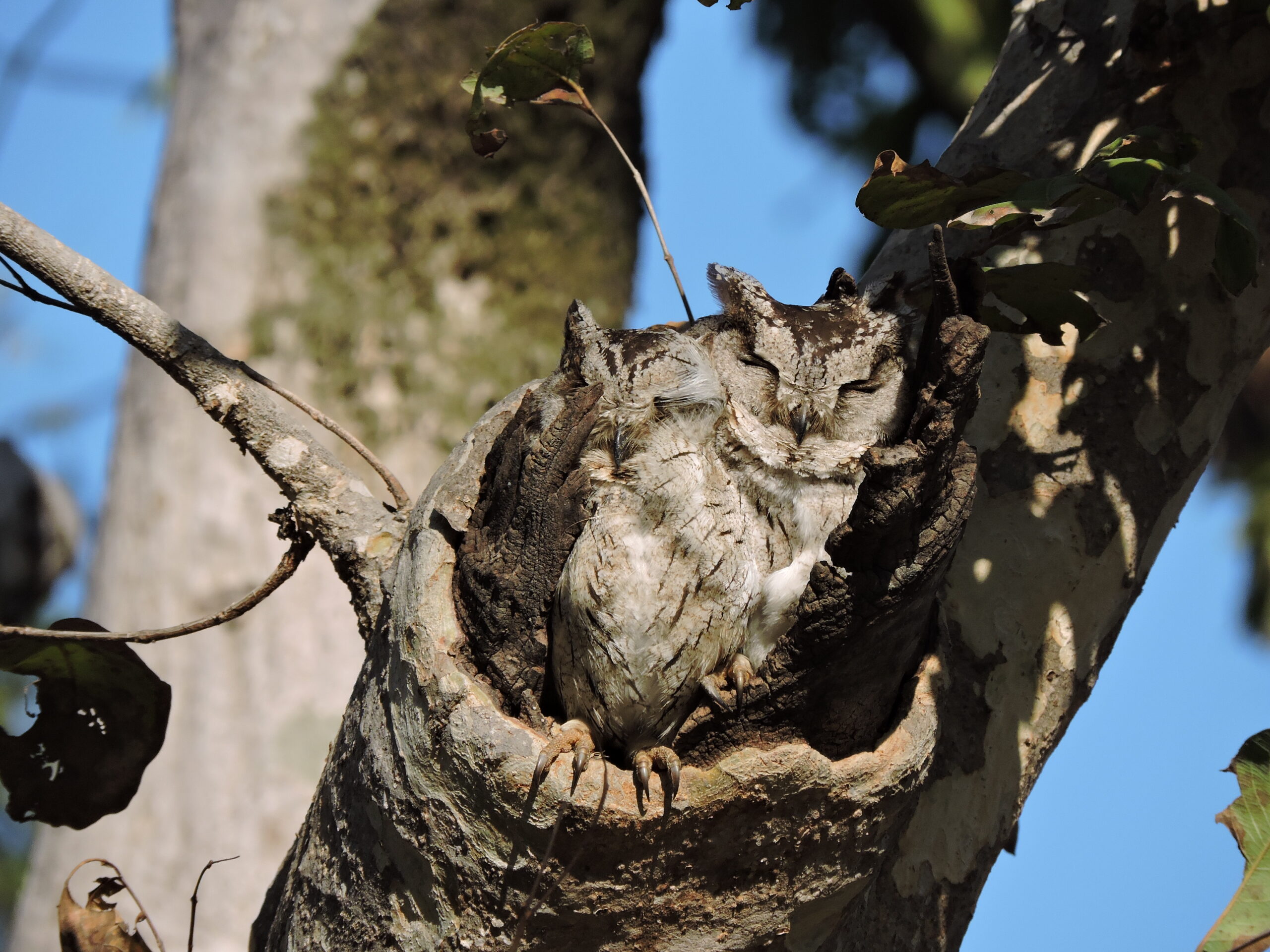 A camouflaged Indian Scops Owl rests inside a hollow in a weathered tree trunk.
