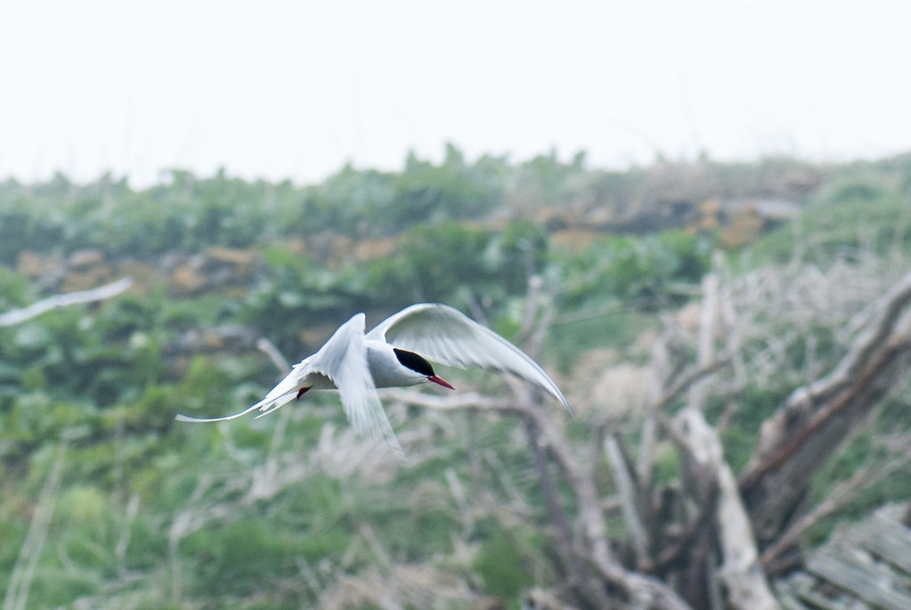 An Arctic Tern with a red beak and black cap flies over a blurred background.
