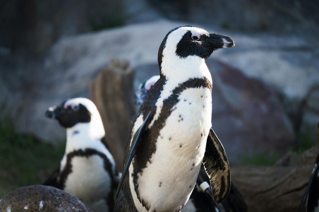 Close-up of African penguins in a natural habitat. Ideal for nature enthusiasts.