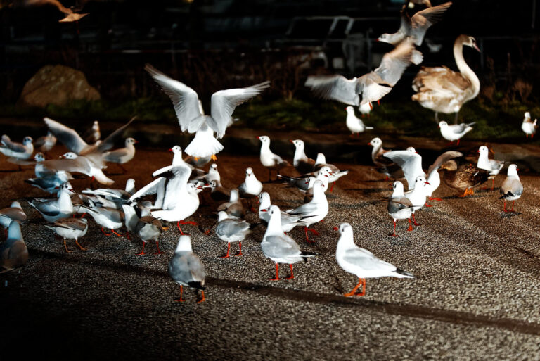 A gathering of gulls and other birds at night.