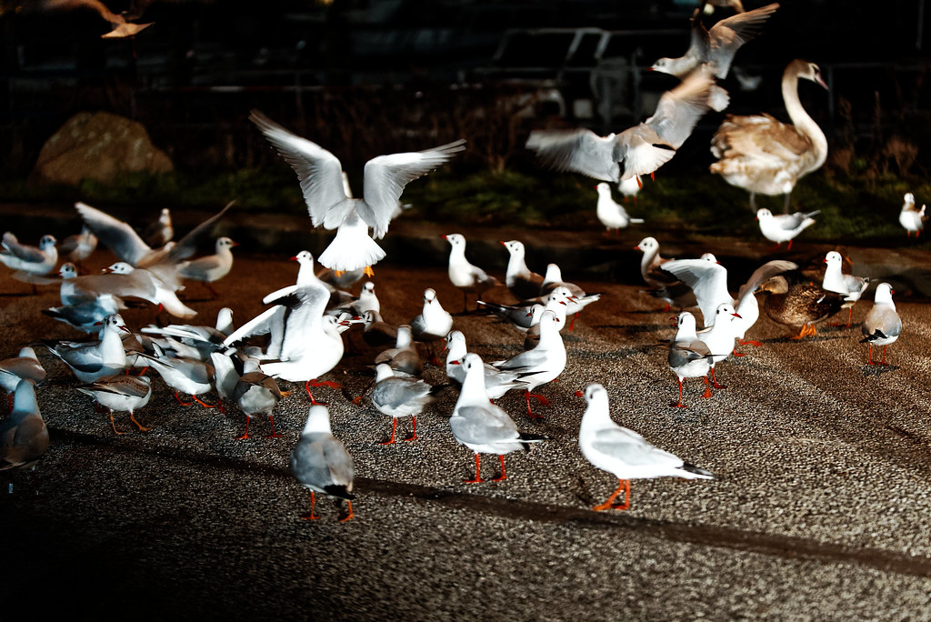 A gathering of gulls and other birds at night.