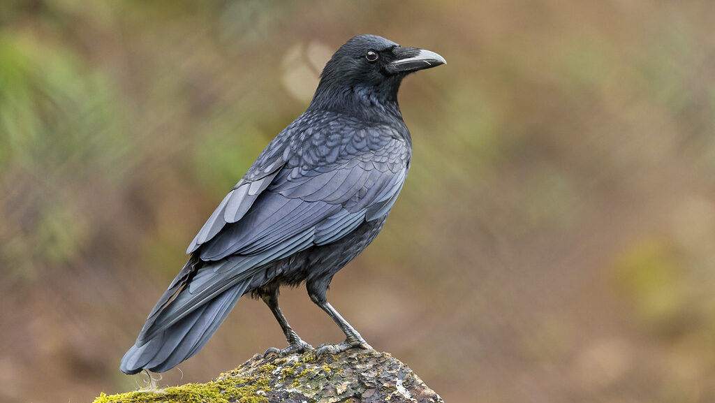 Crow perched on a log