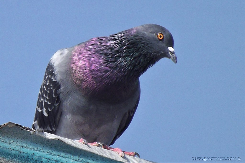 A feral pigeon is perched on a surface.