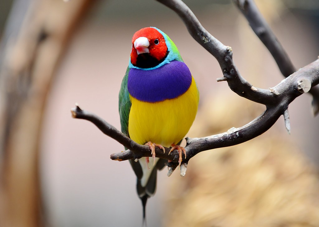 A vibrant Gouldian finch with a red head perches on a bare branch.