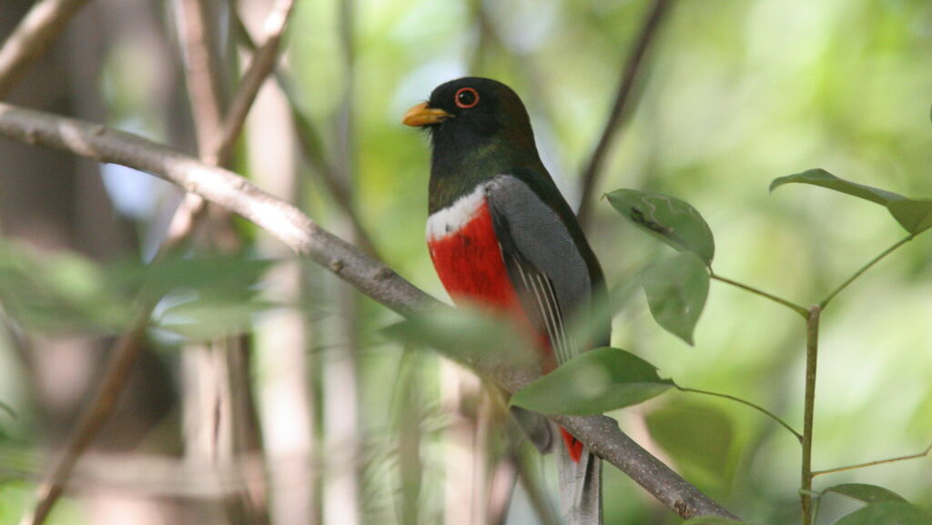 Elegant Trogon resting on a branch, blurred green foliage behind