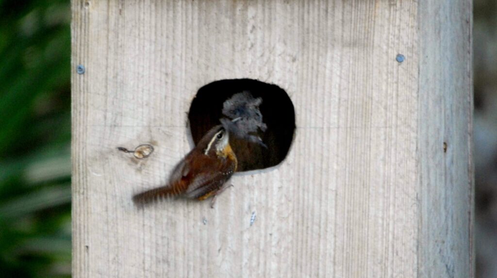 Carolina wren outside a birdhouse, ready to enter its nesting space