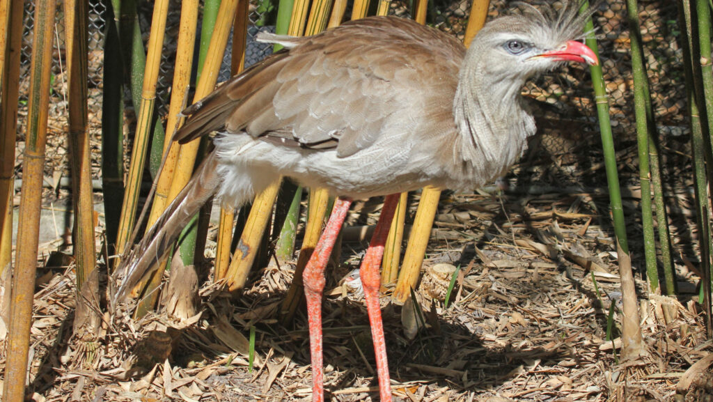 Red-Legged Seriema standing in its exhibit at Jacksonville Zoo