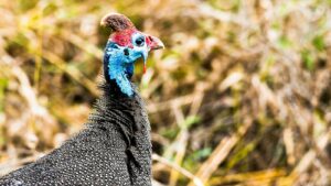 Close-up of a vibrant Helmeted Guineafowl with blurred dry grass in the background