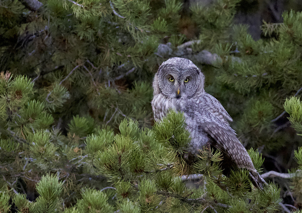 A Great Grey Owl perches on a branch, its keen eyes focused.